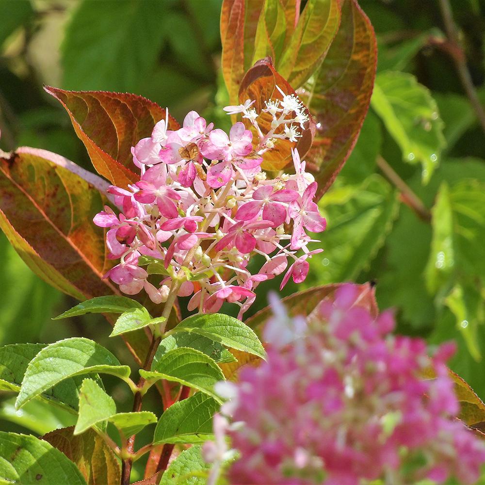 Weigela rosu-aramiu Wings Of Fire, cu flori roz