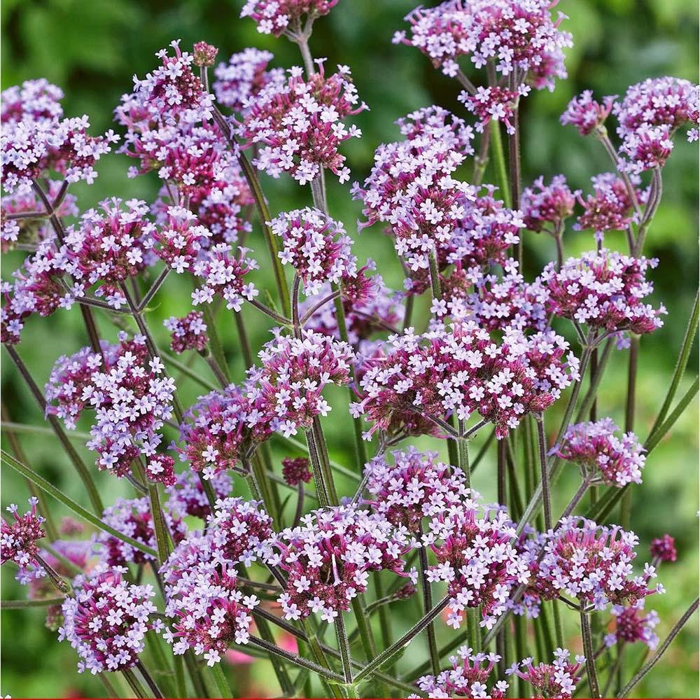 Verbena lavanda Lollipop, cu flori de culoarea lavandei