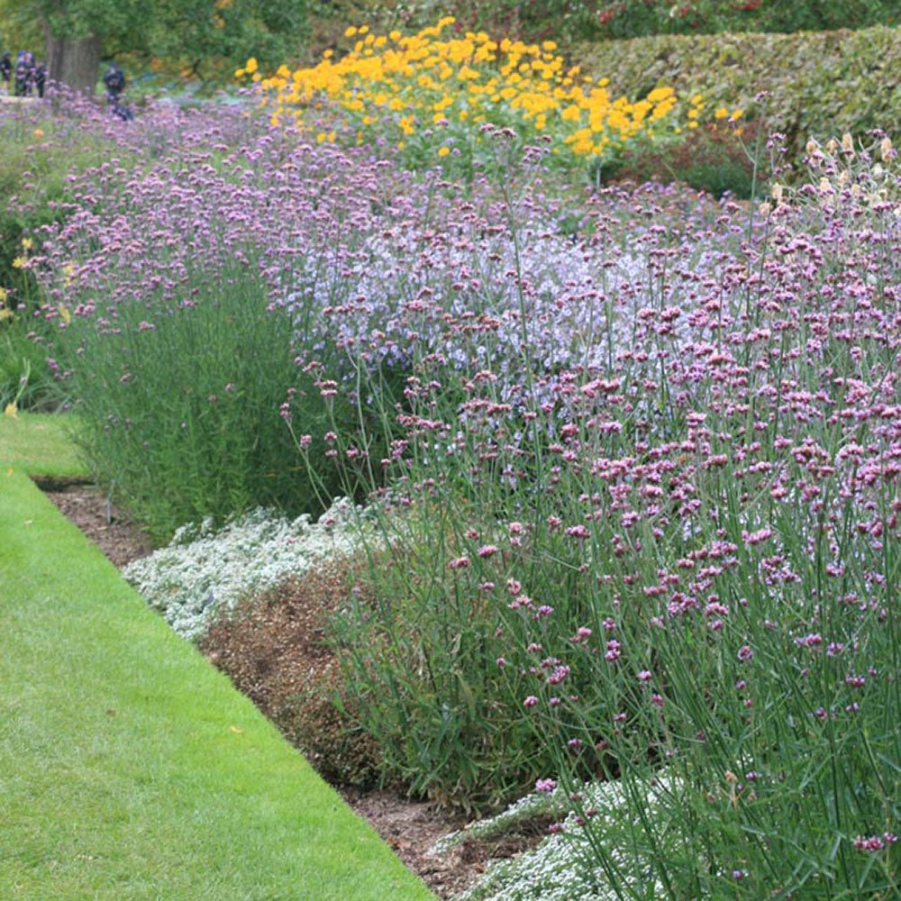 Verbena lavanda Lollipop, cu flori de culoarea lavandei