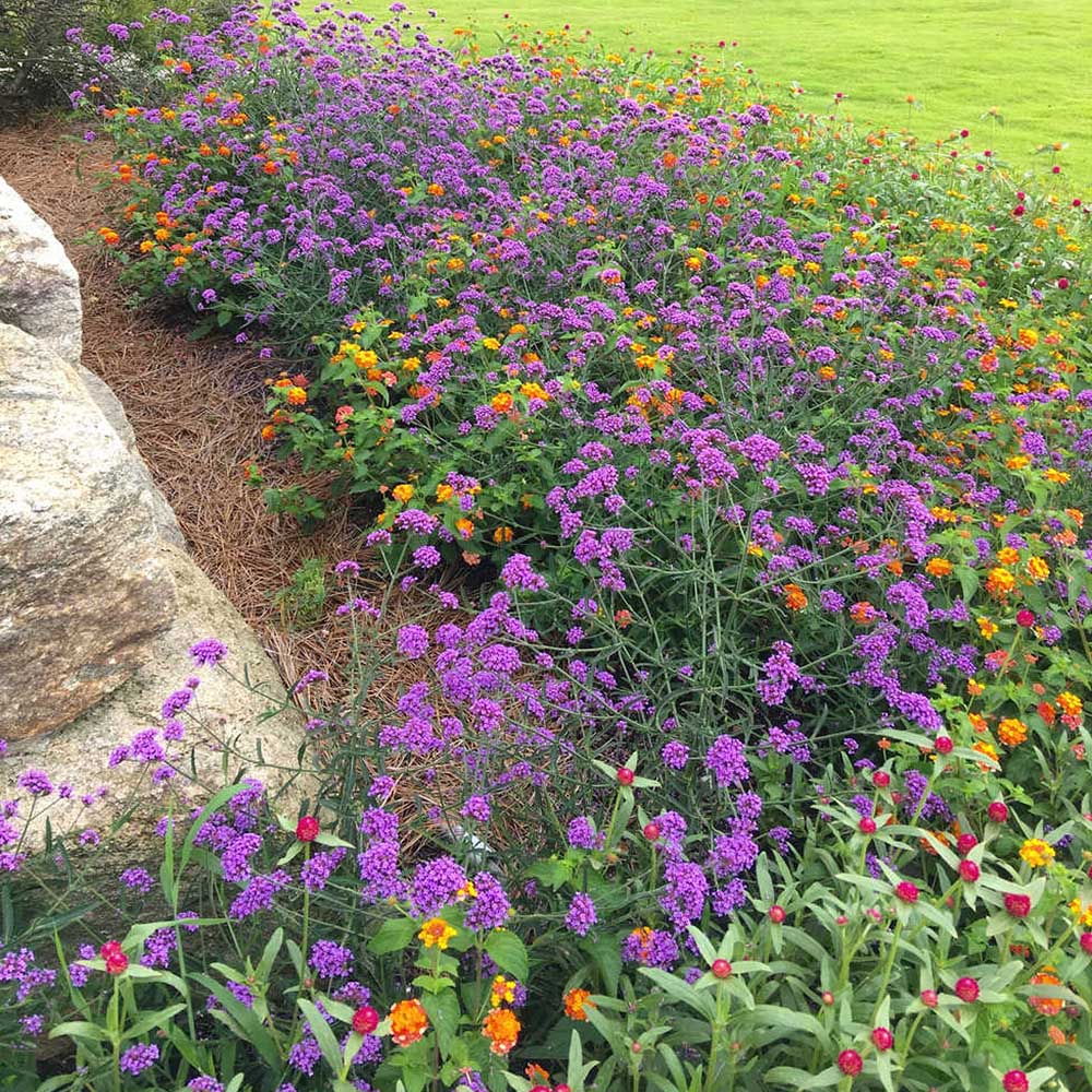 Verbena lavanda Lollipop, cu flori de culoarea lavandei