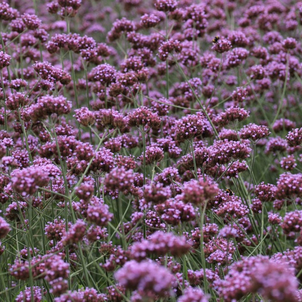Verbena lavanda Lollipop, cu flori de culoarea lavandei