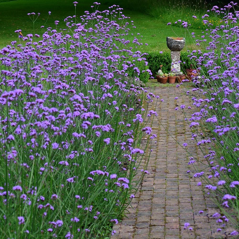 Verbena lavanda Lollipop, cu flori de culoarea lavandei