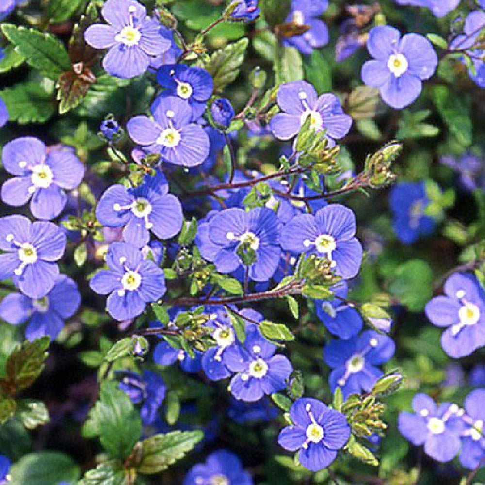 Veronica Georgia Blue