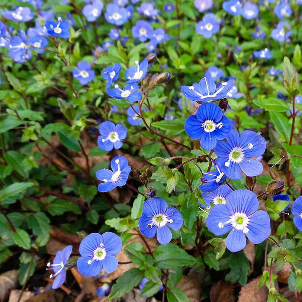 Veronica Georgia Blue