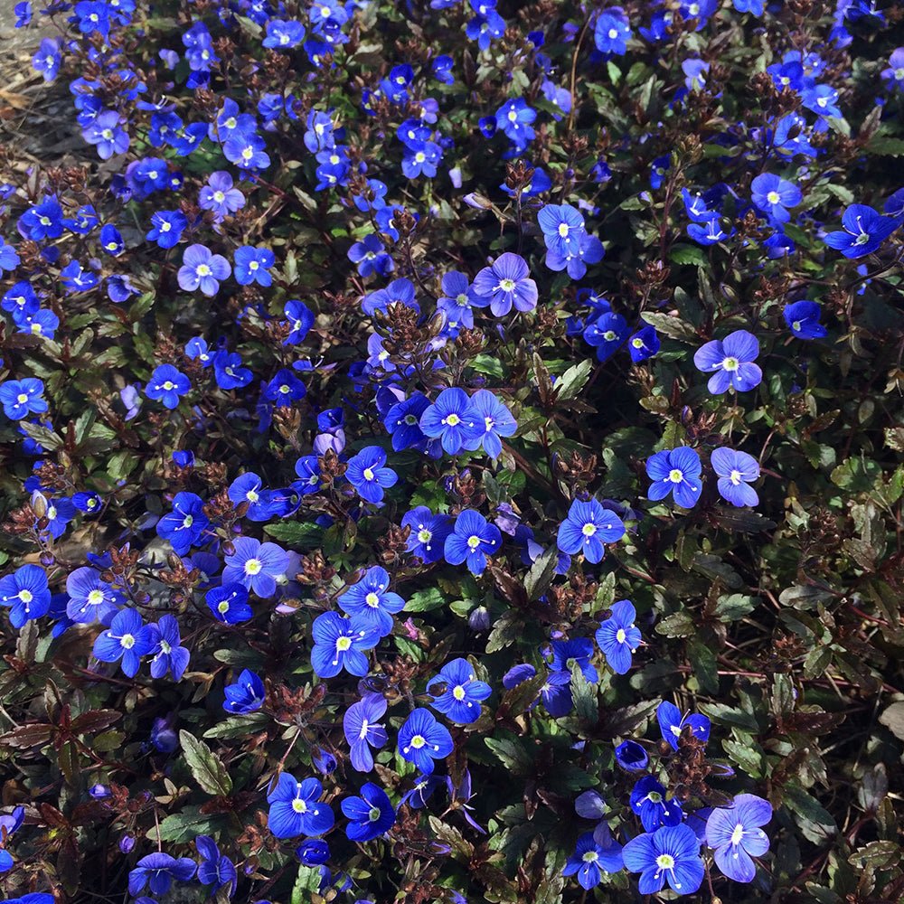 Veronica Georgia Blue