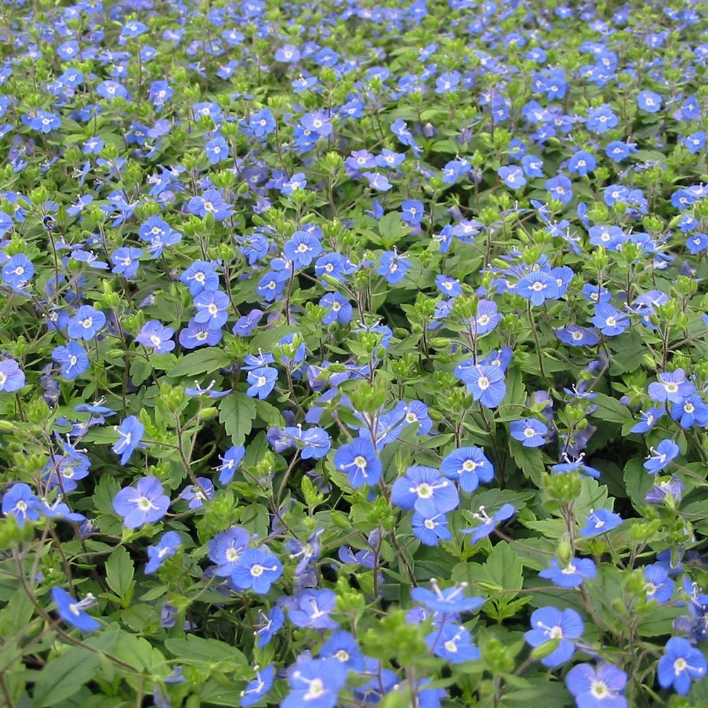 Veronica Georgia Blue