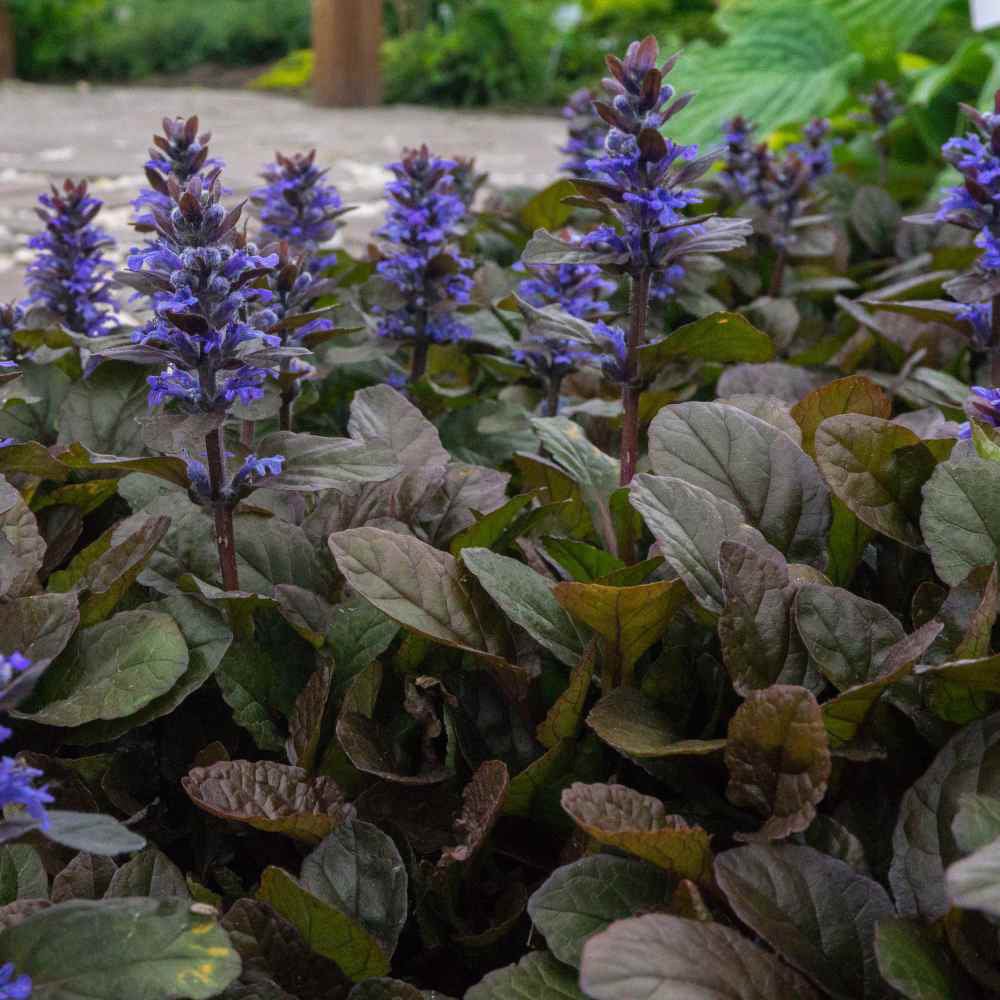 Vinetica Black Scallop (Ajuga reptans), cu flori albastre