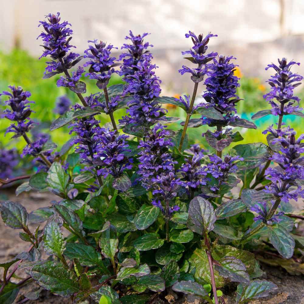 Vinetica Black Scallop (Ajuga reptans), cu flori albastre