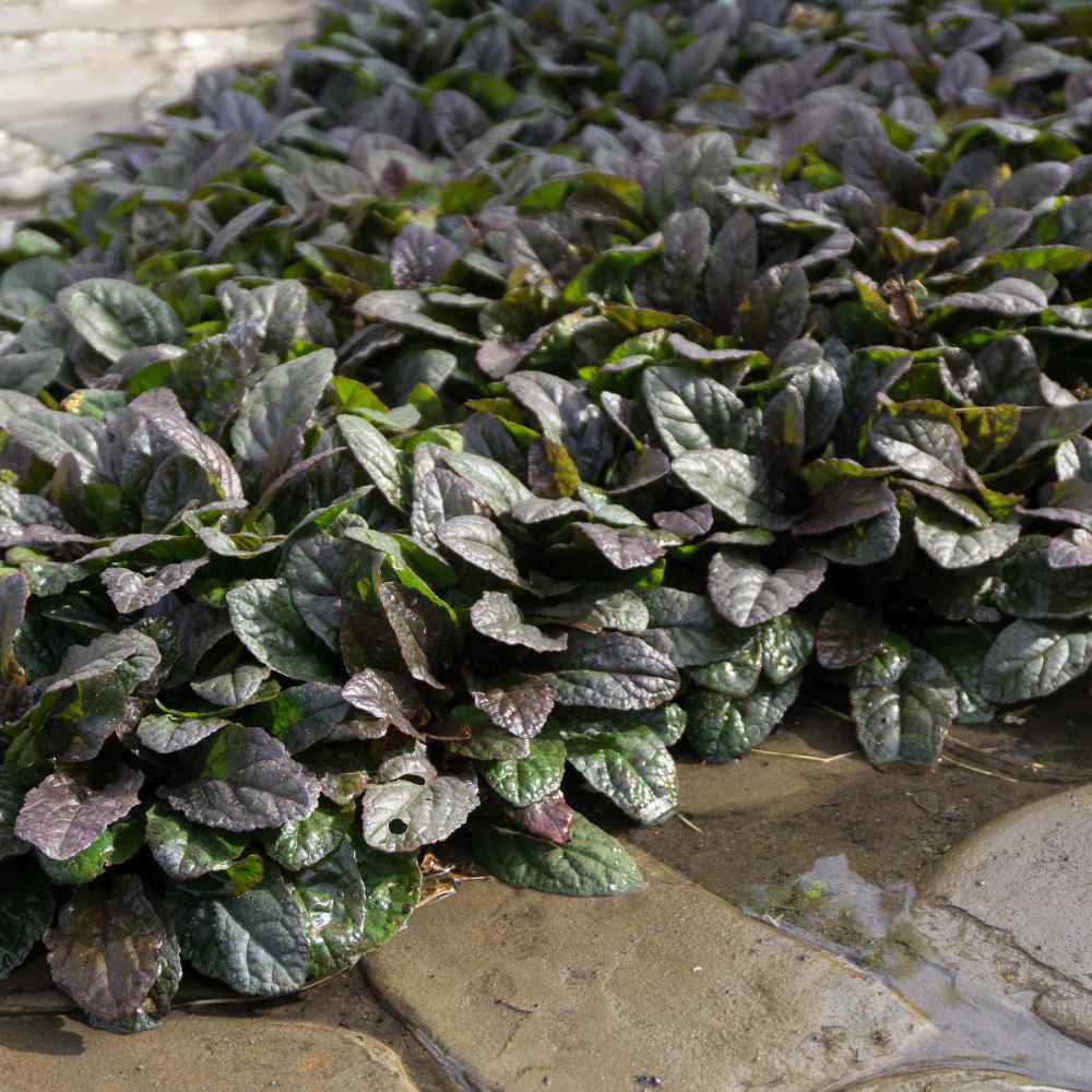 Vinetica Black Scallop (Ajuga reptans), cu flori albastre