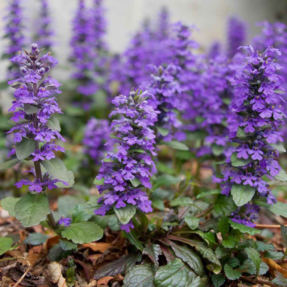 Vinetica Black Scallop (Ajuga reptans), cu flori albastre