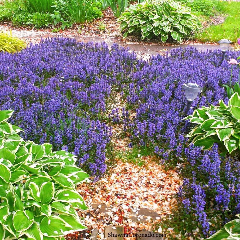 Vinetica Black Scallop (Ajuga reptans), cu flori albastre