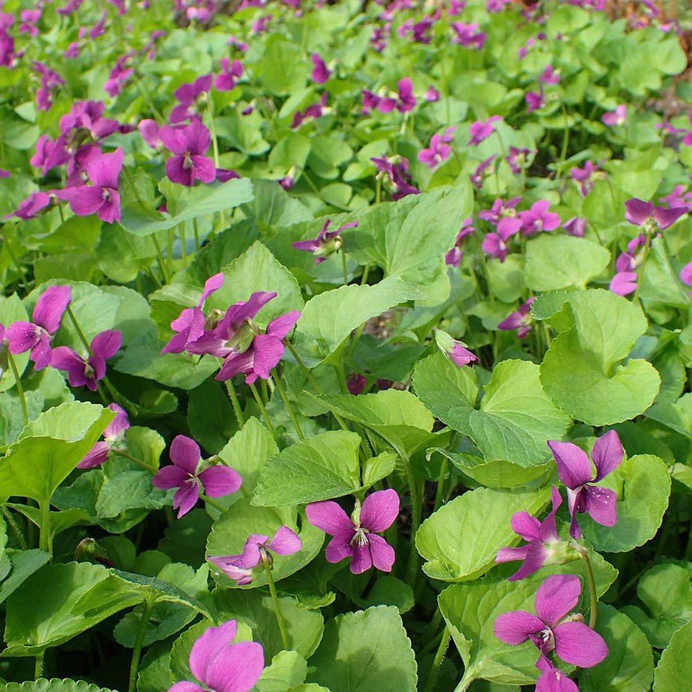 Viola Albastra Rubra