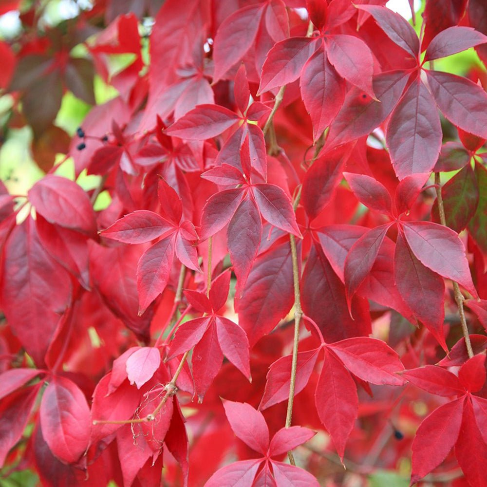 Vita de Vie Ornamentala (Parthenocissus Quinquefolia)