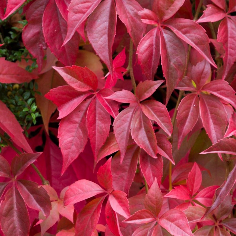 Vita de Vie Ornamentala (Parthenocissus Quinquefolia)