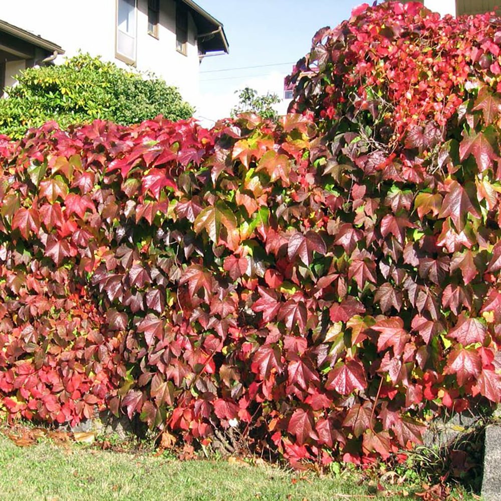 Vita de Vie Ornamentala (Parthenocissus Quinquefolia)
