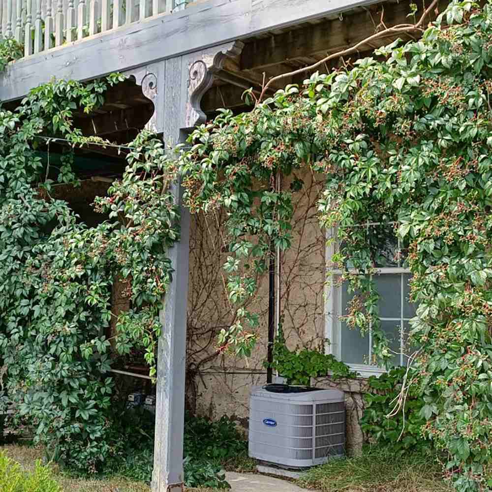 Vita Salbatica Bicolora Star Showers (Parthenocissus), cataratoare