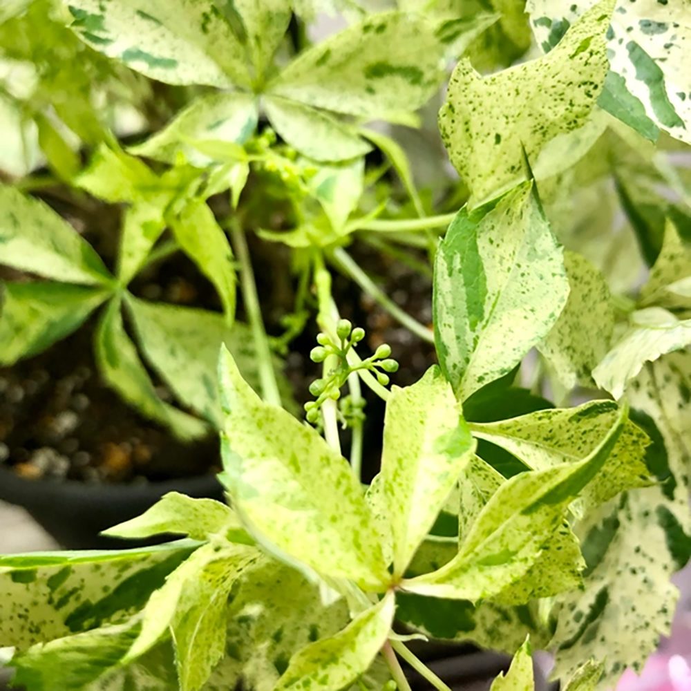 Vita Salbatica Bicolora Star Showers (Parthenocissus), cataratoare