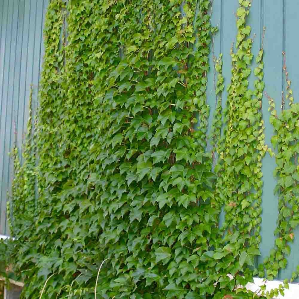 Vita Salbatica de Canada Engelmanii (Parthenocissus), cataratoare, cu frunze rosii de toamna