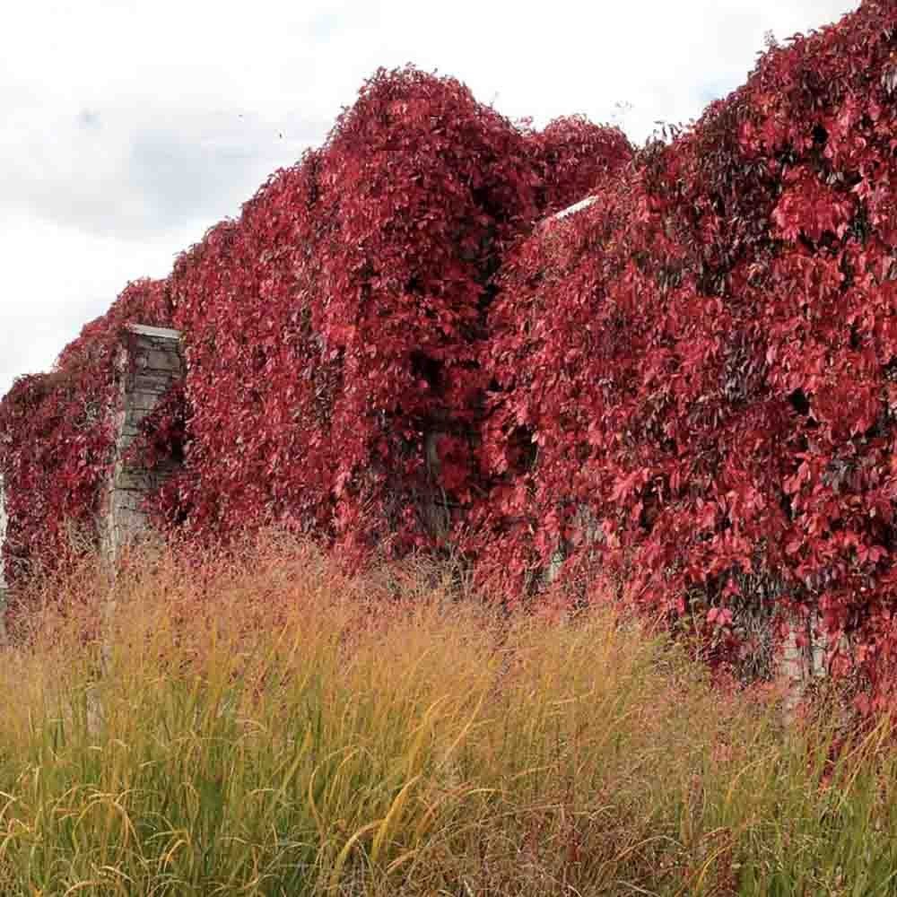 Vita Salbatica de Canada Engelmanii (Parthenocissus), cataratoare, cu frunze rosii de toamna