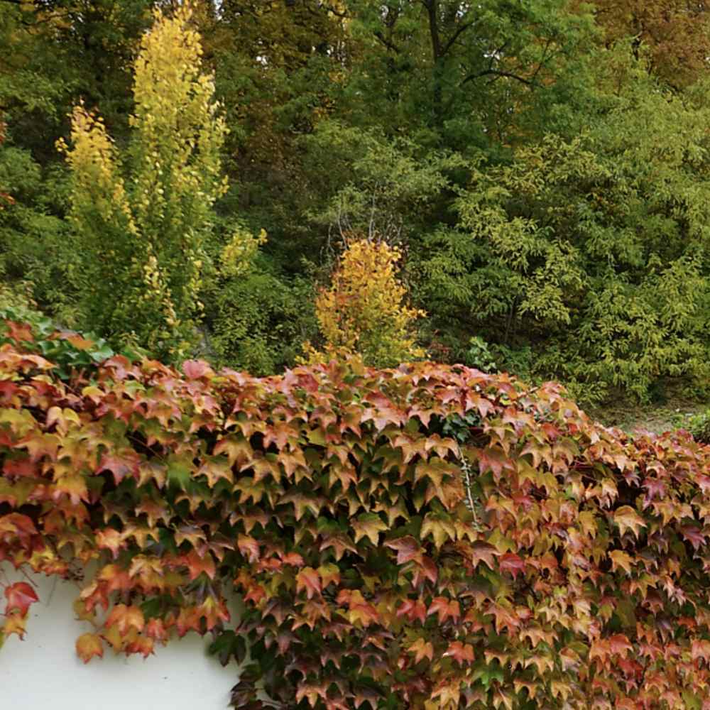 Vita Salbatica de Canada Engelmanii (Parthenocissus), cataratoare, cu frunze rosii de toamna