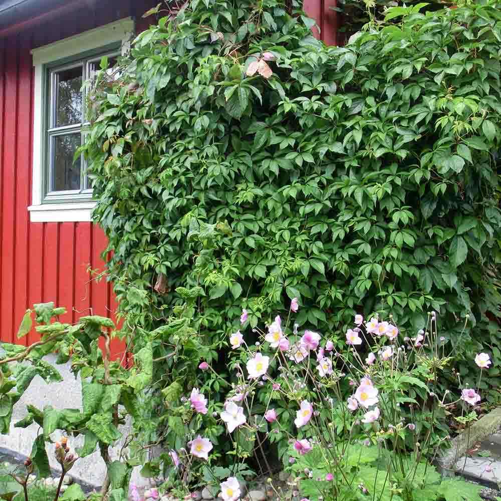 Vita Salbatica de Canada Engelmanii (Parthenocissus), cataratoare, cu frunze rosii de toamna