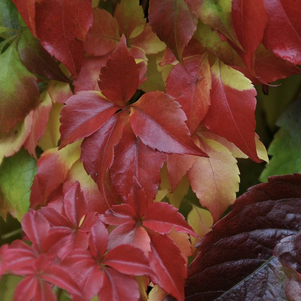 Vita Salbatica de Canada Engelmanii (Parthenocissus), cataratoare, cu frunze rosii de toamna