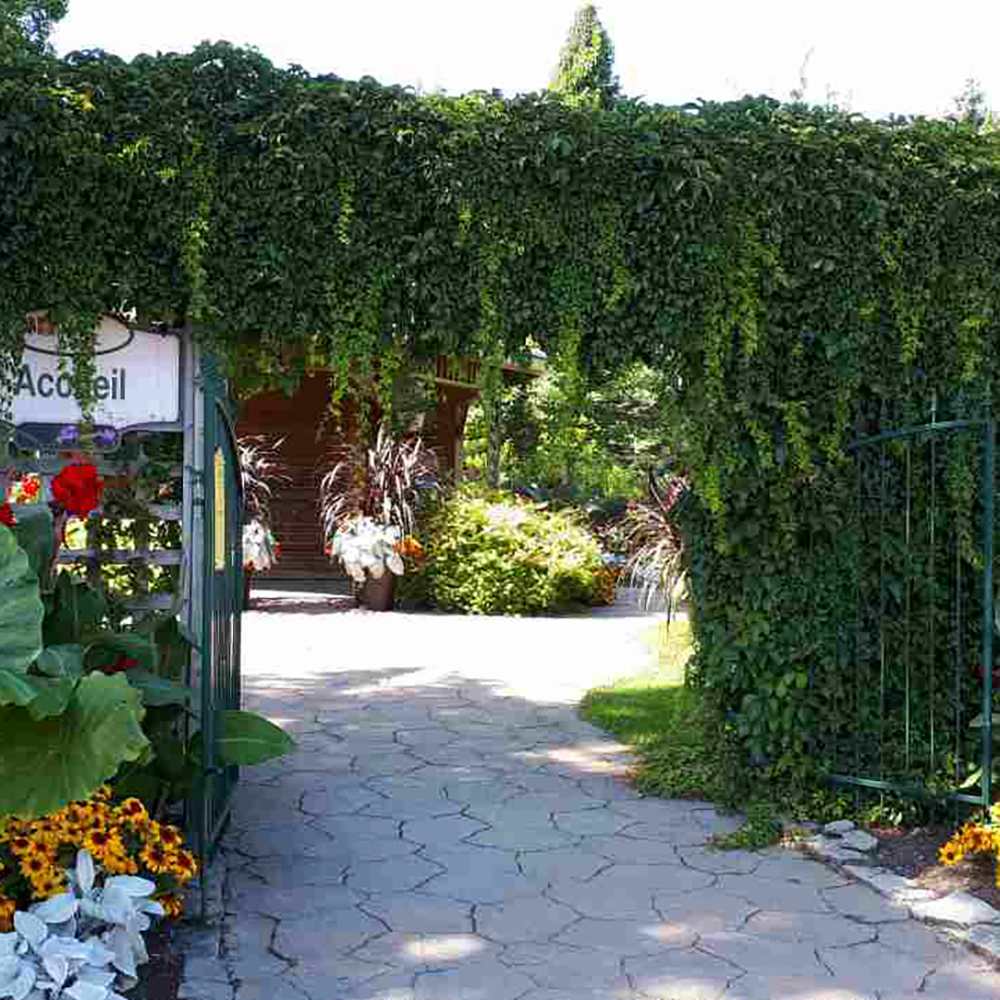 Vita Salbatica de Canada Engelmanii (Parthenocissus), cataratoare, cu frunze rosii de toamna