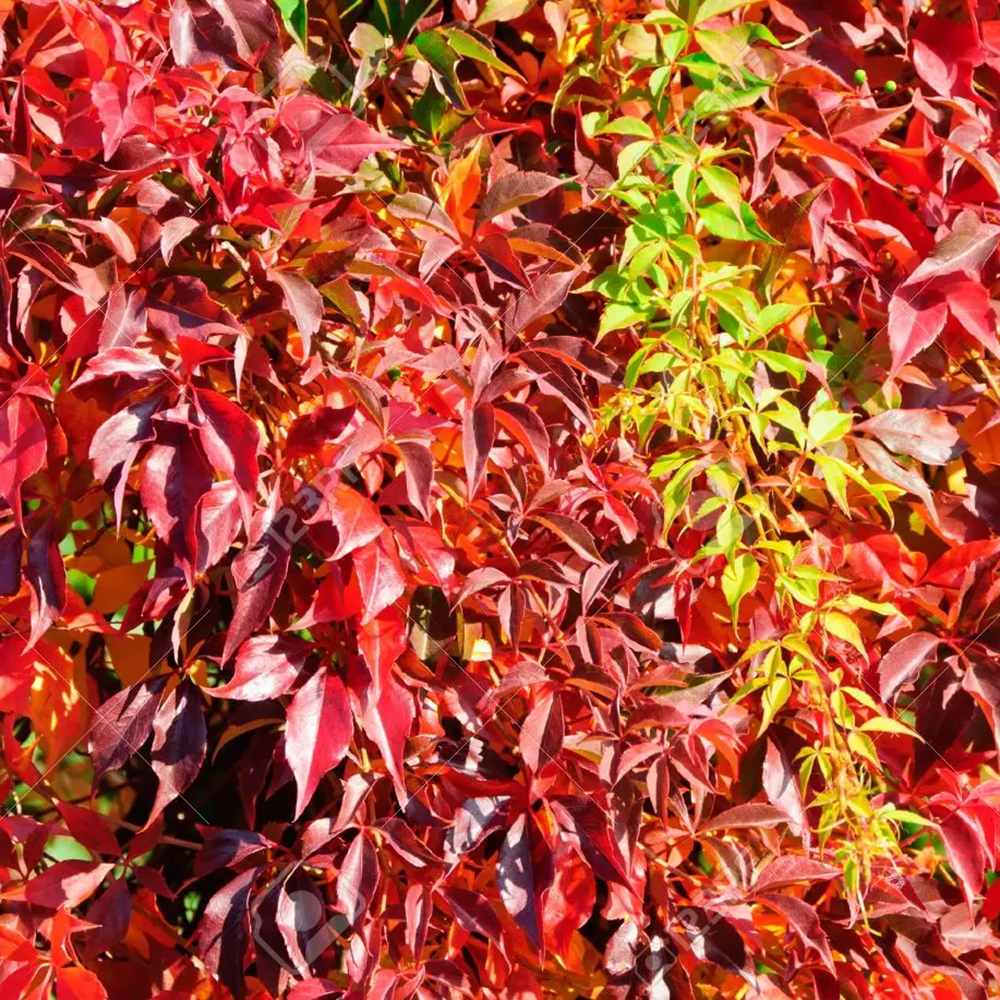 Vita Salbatica de Canada Engelmanii (Parthenocissus), cataratoare, cu frunze rosii de toamna