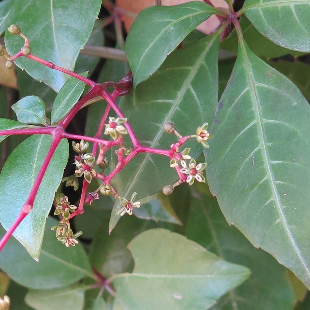 Vita Salbatica de Canada (Parthenocissus Henryana), cataratoare, cu frunze rosii de toamna