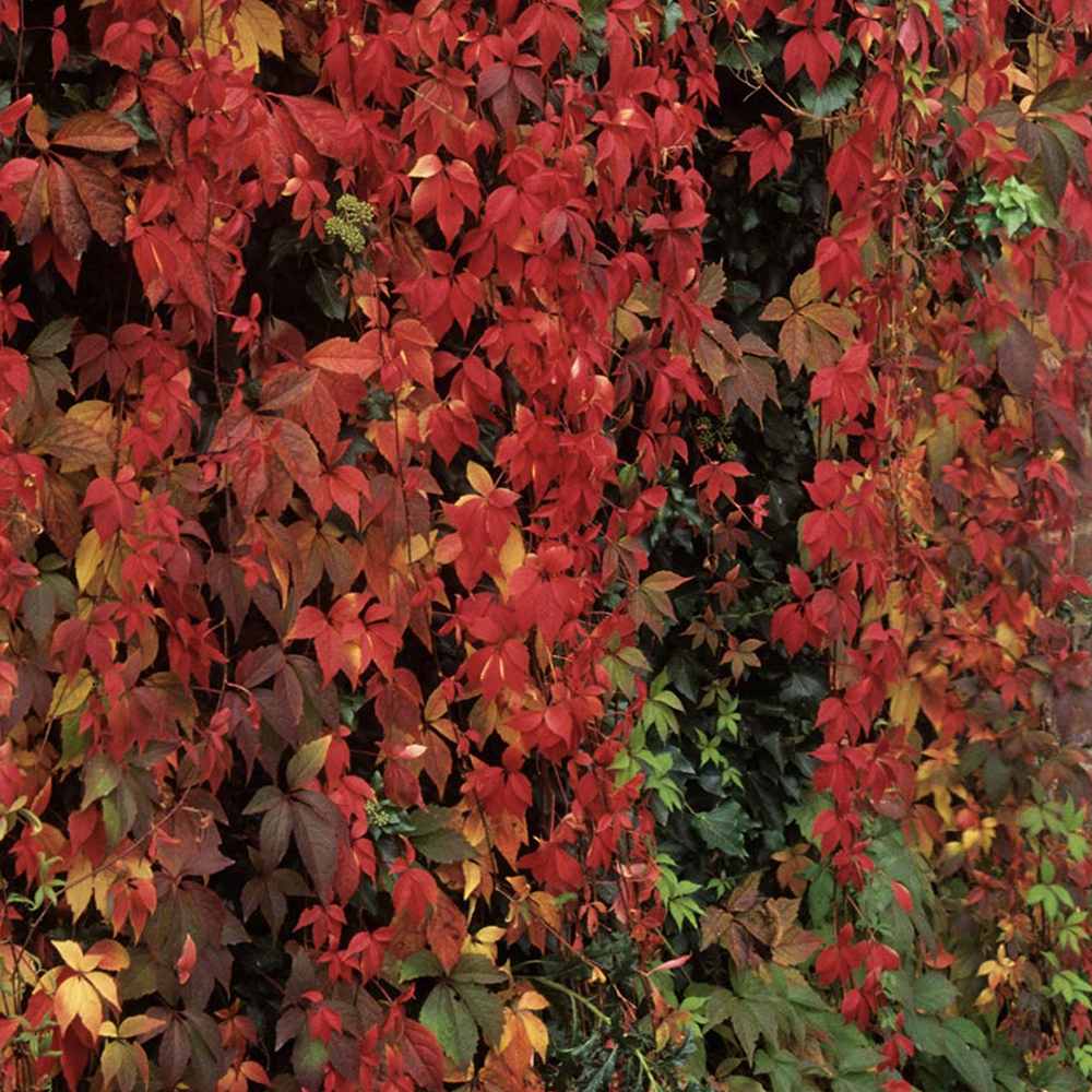 Vita Salbatica de Canada (Parthenocissus Henryana), cataratoare, cu frunze rosii de toamna