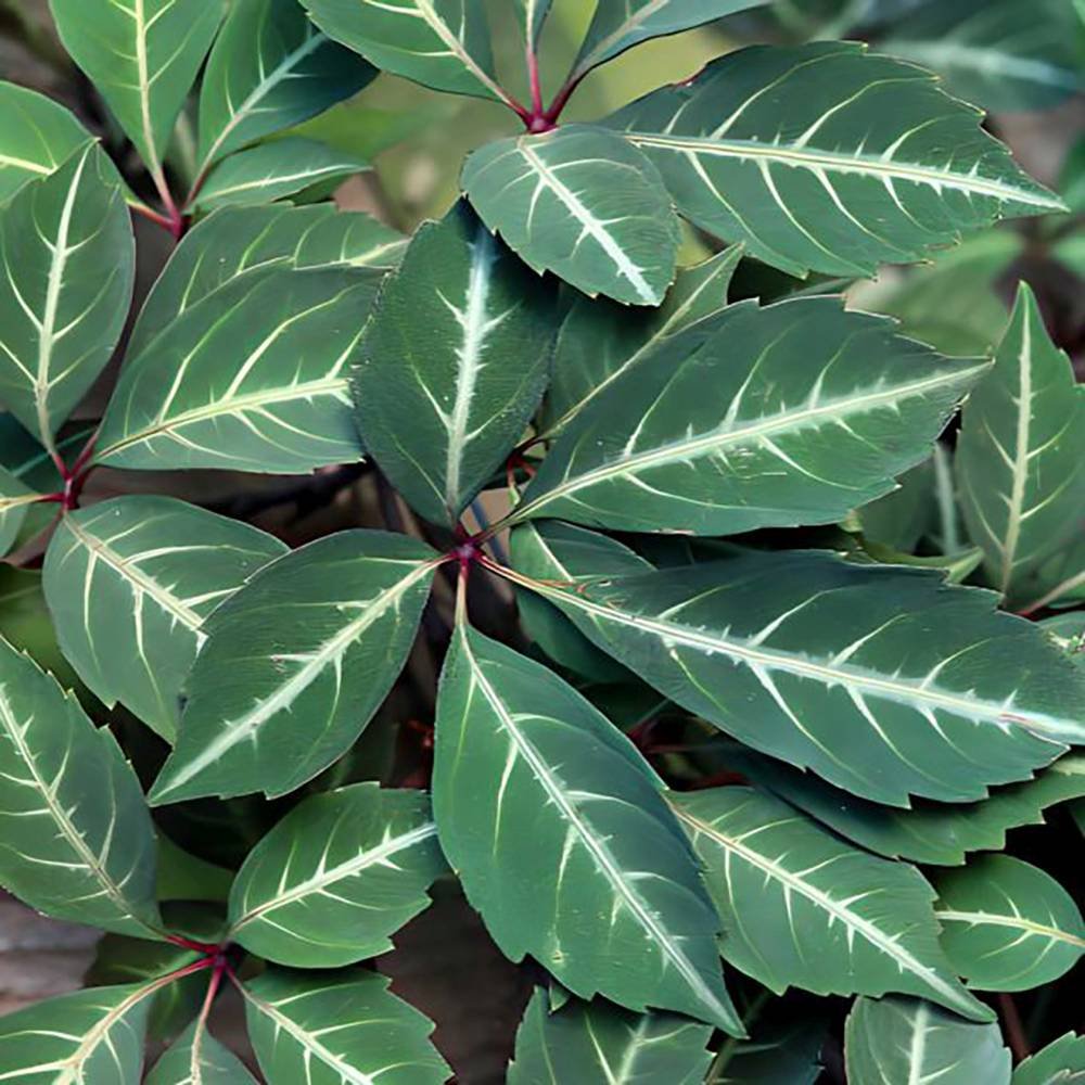 Vita Salbatica de Canada (Parthenocissus Henryana), cataratoare, cu frunze rosii de toamna