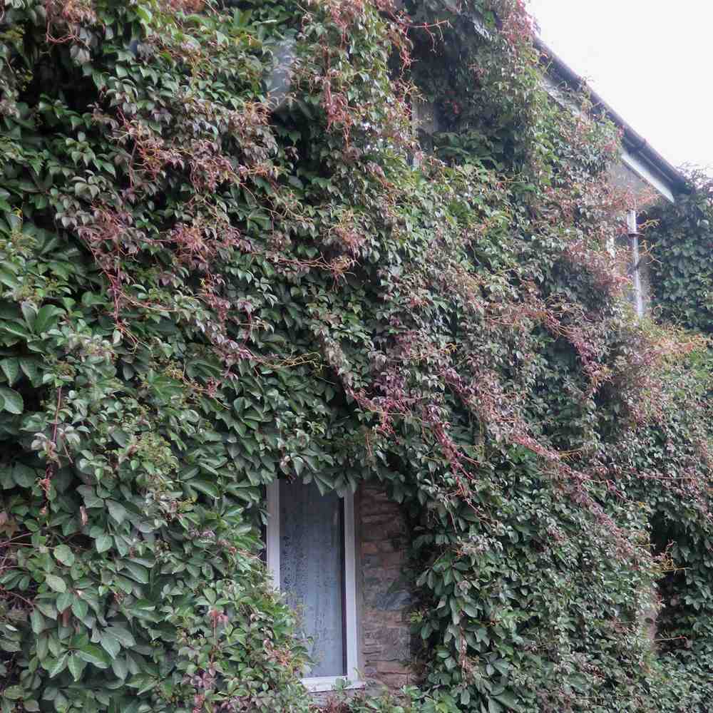 Vita Salbatica de Canada (Parthenocissus Henryana), cataratoare, cu frunze rosii de toamna