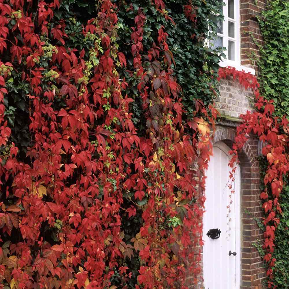 Vita Salbatica de Canada (Parthenocissus Henryana), cataratoare, cu frunze rosii de toamna