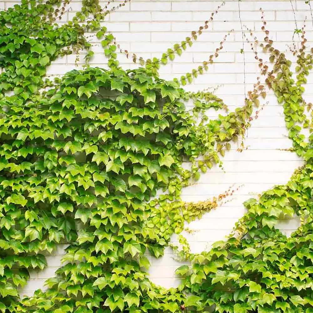 Vita Salbatica de Canada (Parthenocissus Henryana), cataratoare, cu frunze rosii de toamna