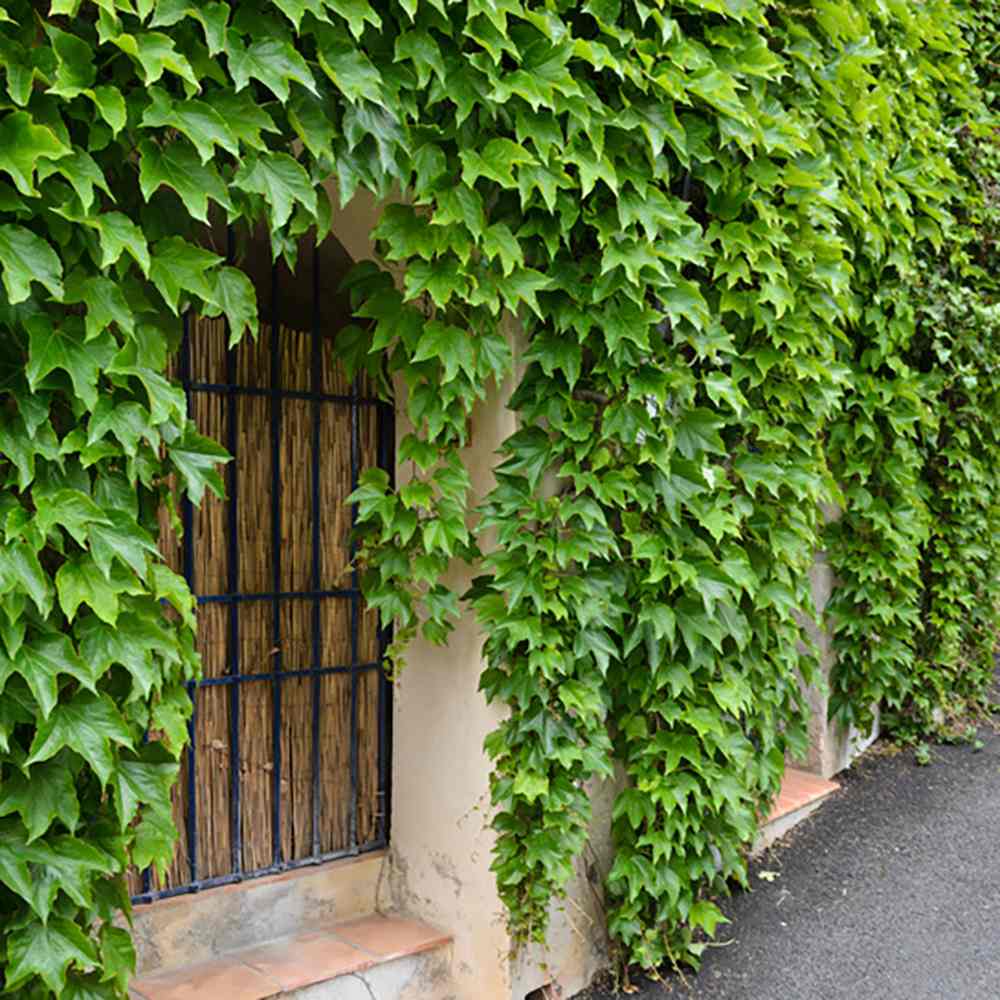 Vita Salbatica Tricuspidata Green Spring (Parthenocissus), cataratoare, cu frunze rosii de toamna