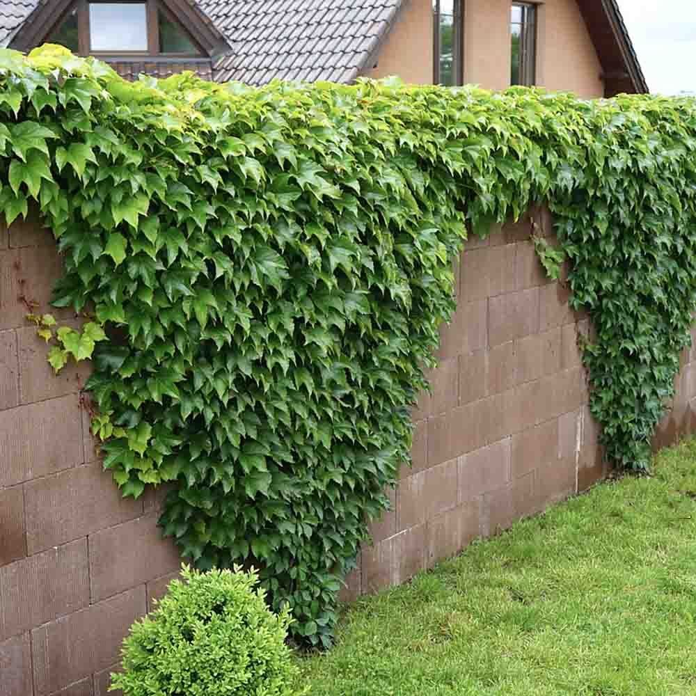 Vita Salbatica Tricuspidata Green Spring (Parthenocissus), cataratoare, cu frunze rosii de toamna