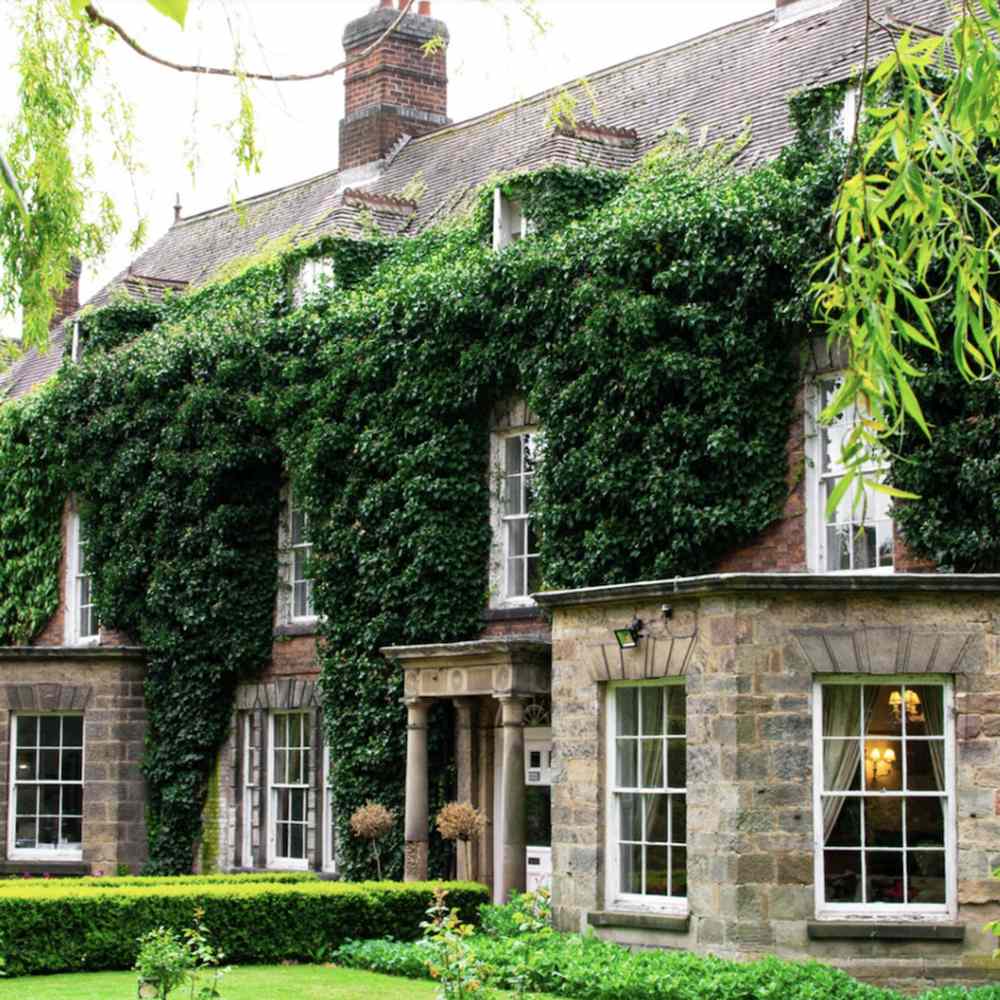 Vita Salbatica Tricuspidata Green Spring (Parthenocissus), cataratoare, cu frunze rosii de toamna