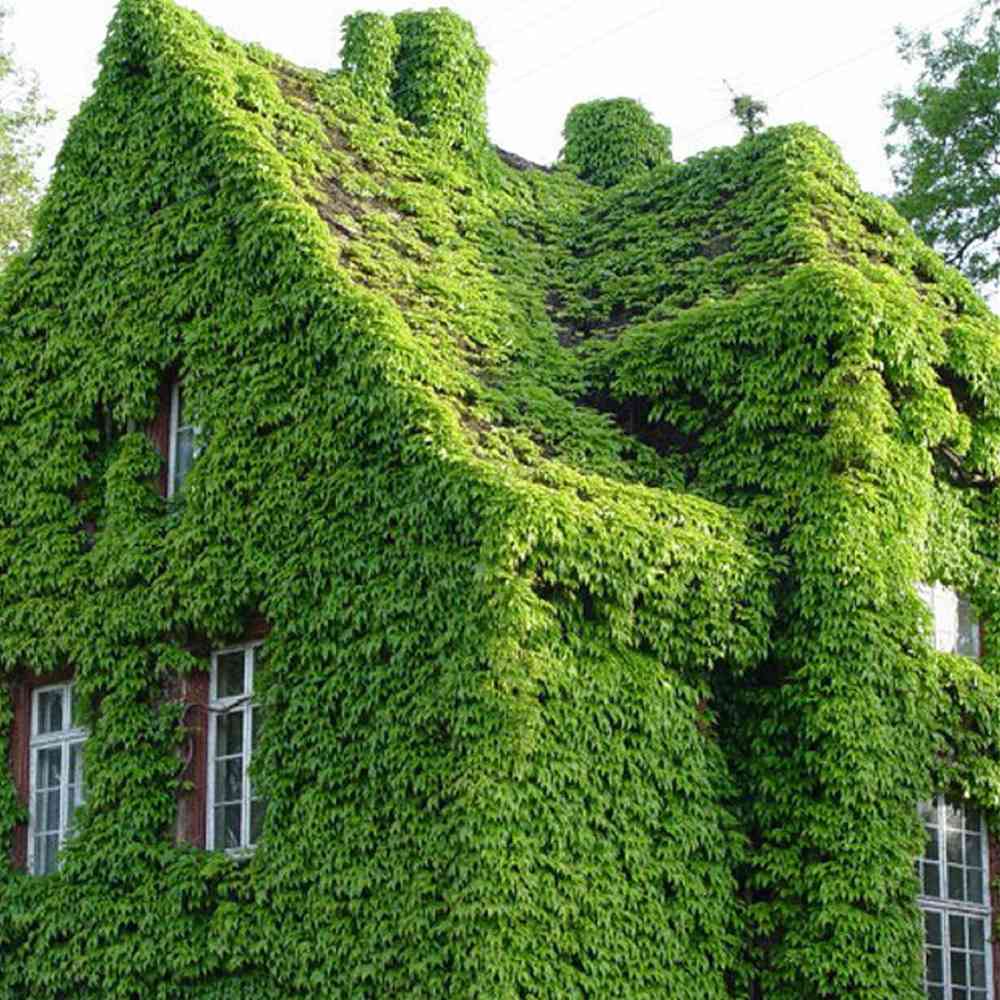 Vita Salbatica Tricuspidata Green Spring (Parthenocissus), cataratoare, cu frunze rosii de toamna