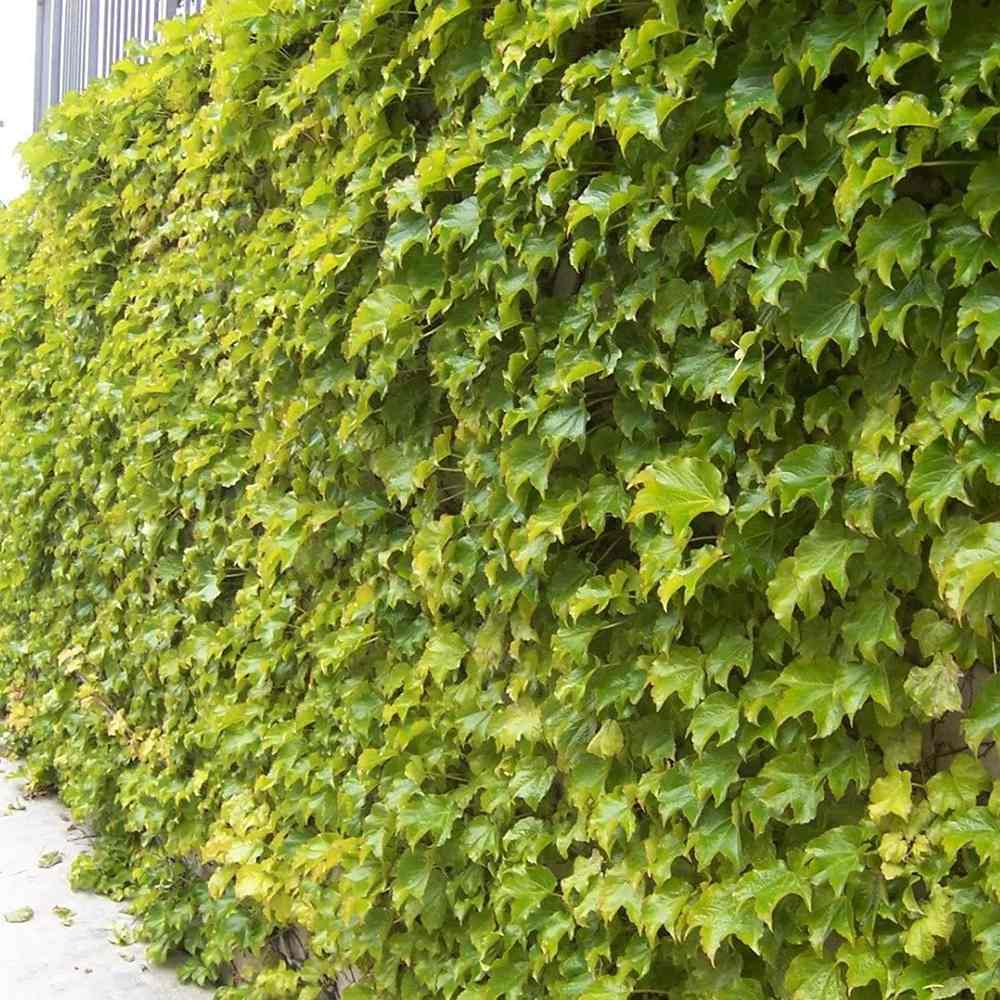 Vita Salbatica Tricuspidata Green Spring (Parthenocissus), cataratoare, cu frunze rosii de toamna