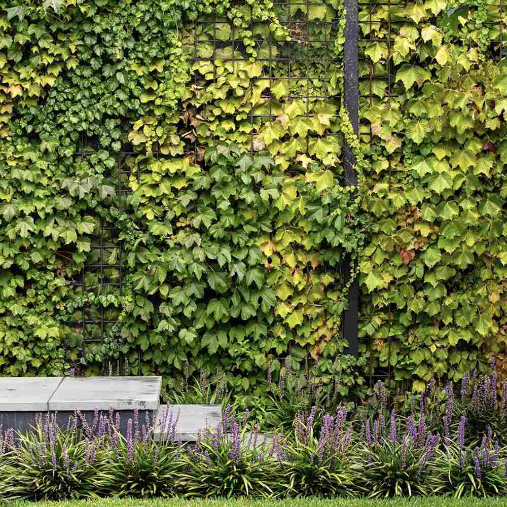 Vita Salbatica Tricuspidata Green Spring (Parthenocissus), cataratoare, cu frunze rosii de toamna