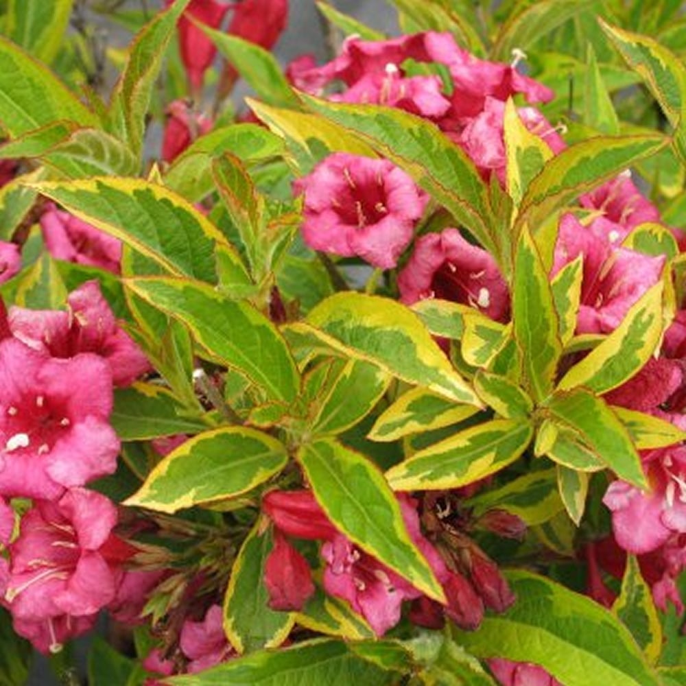 Weigela Moulin Rouge, cu frunze rosii-inchise