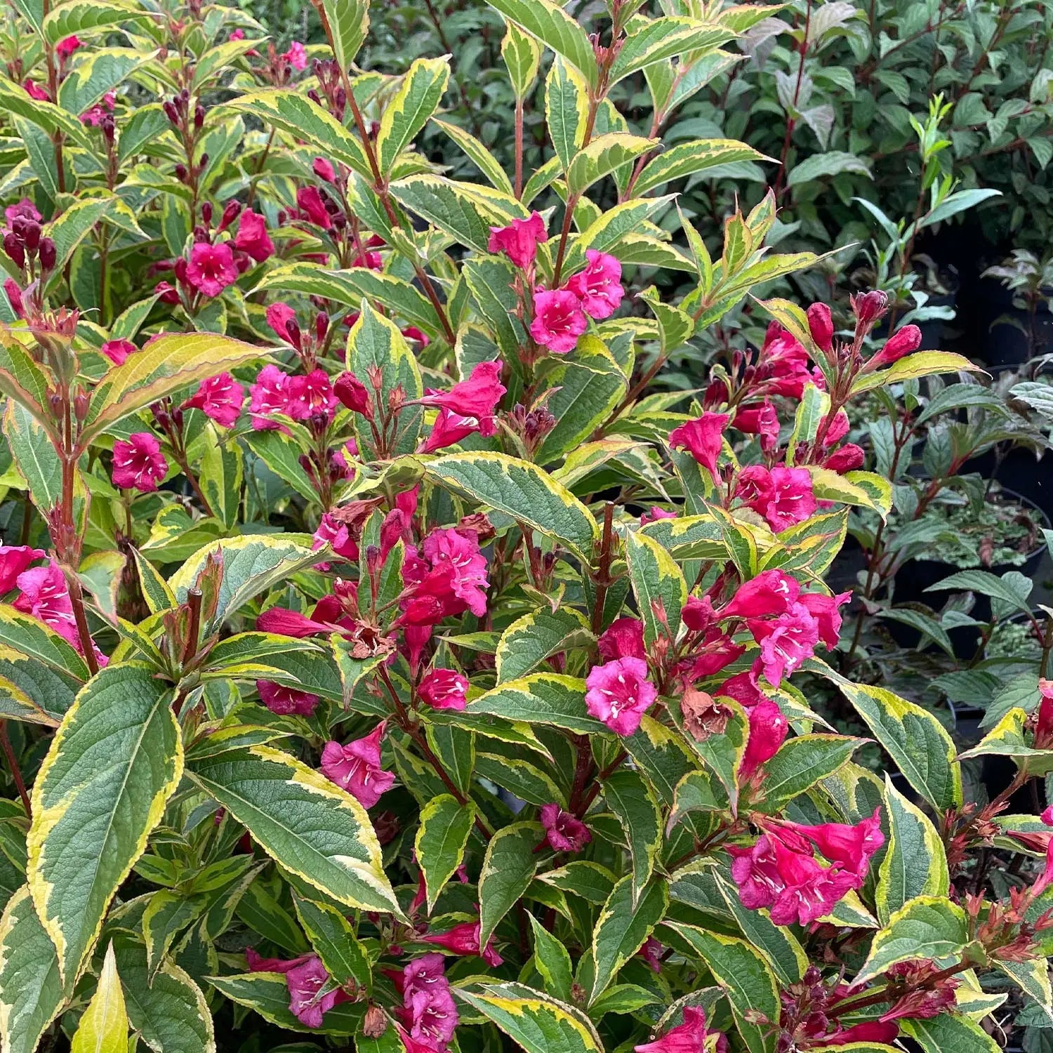 Weigela Moulin Rouge, cu frunze rosii-inchise