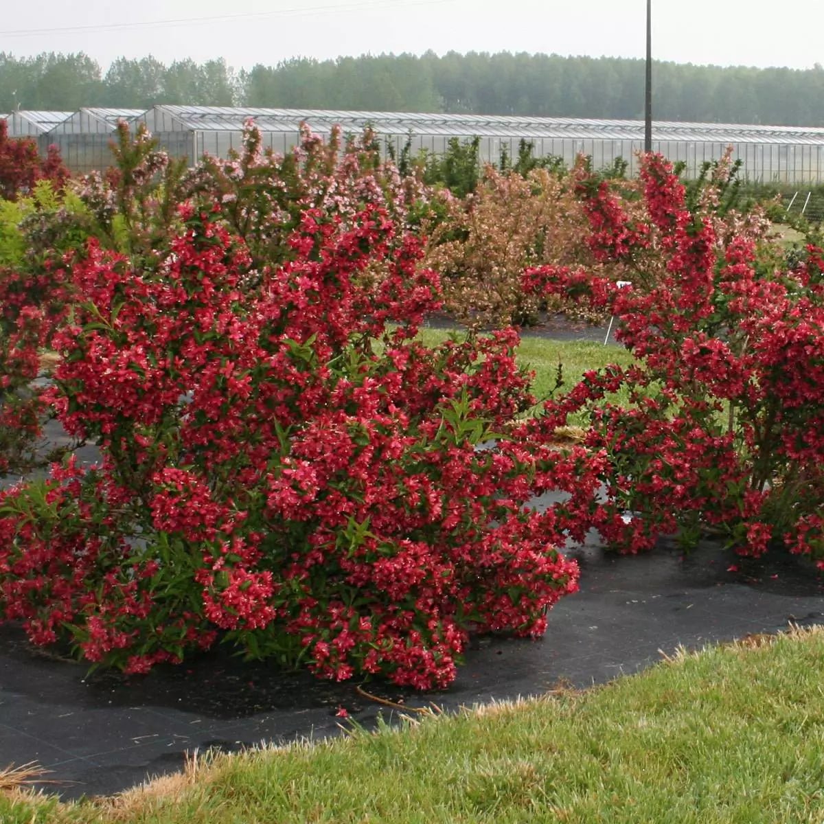 Weigela Moulin Rouge, cu frunze rosii-inchise