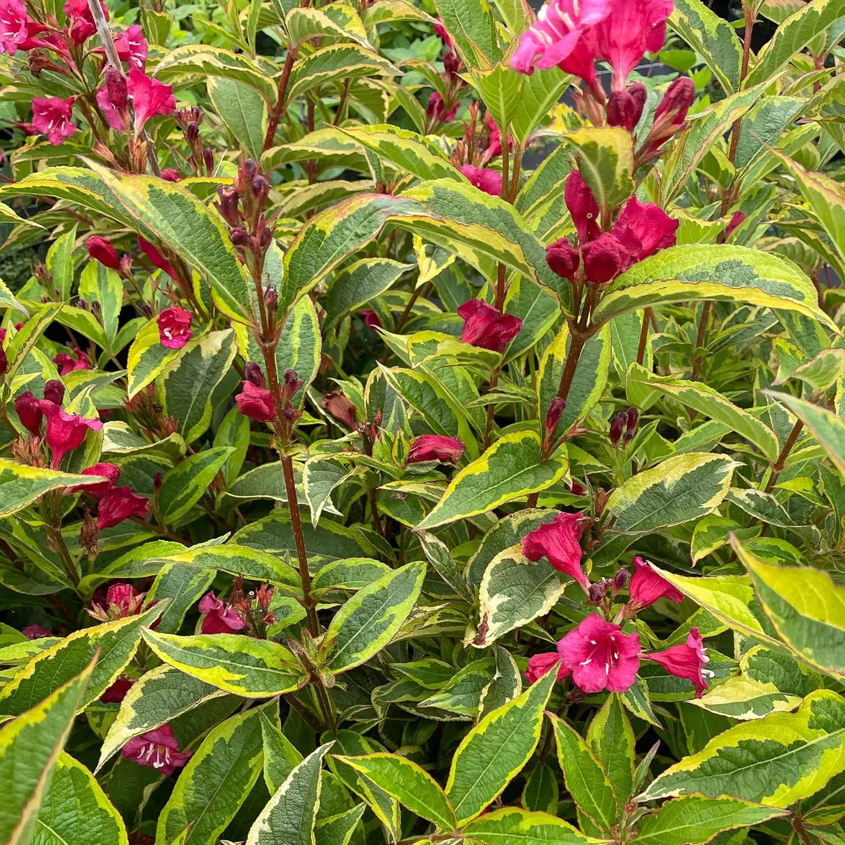 Weigela Moulin Rouge, cu frunze rosii-inchise