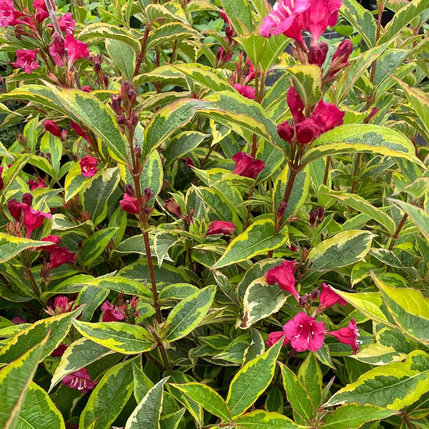 Weigela Moulin Rouge, cu frunze rosii-inchise