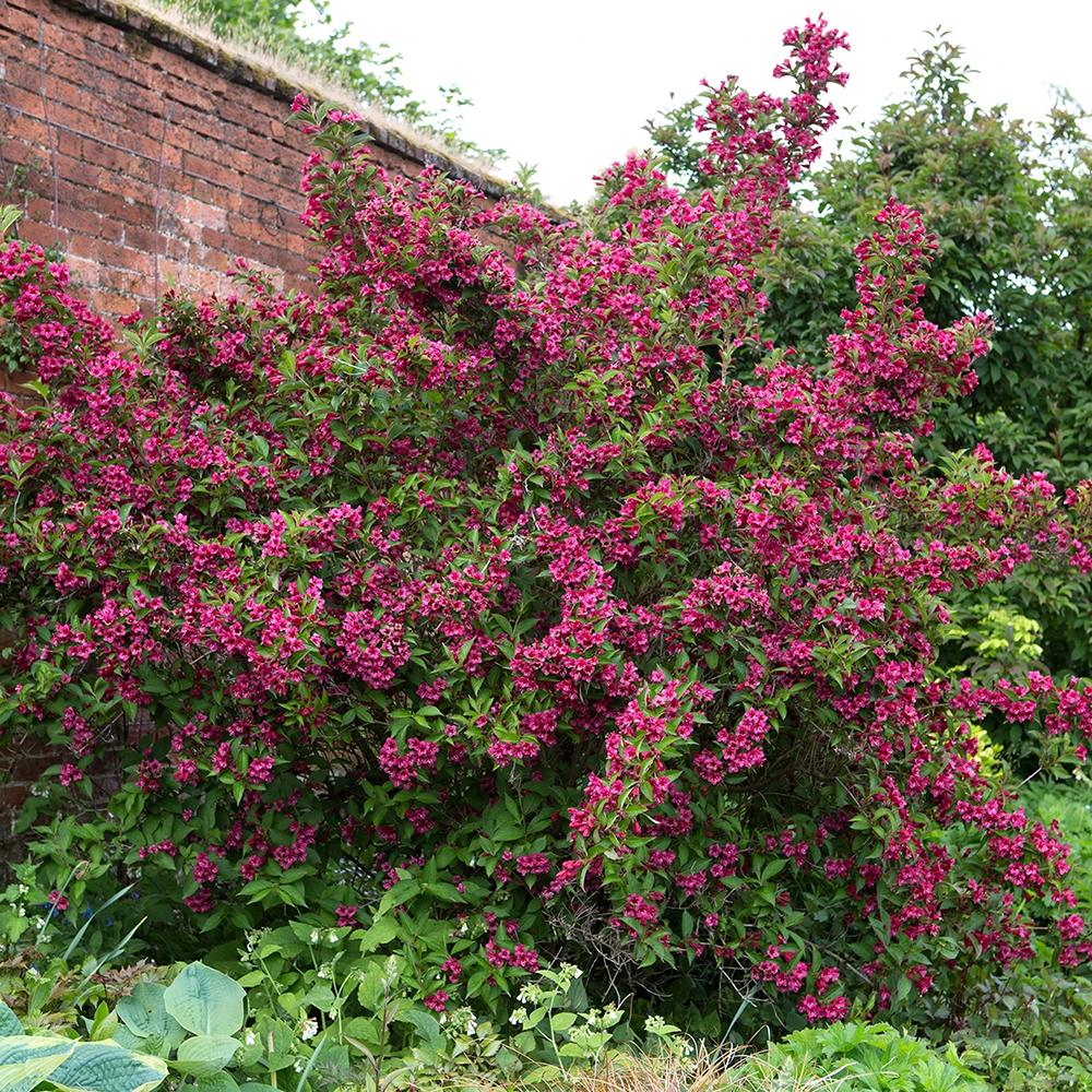 Weigela Bristol Ruby, cu flori rosu-rubiniu