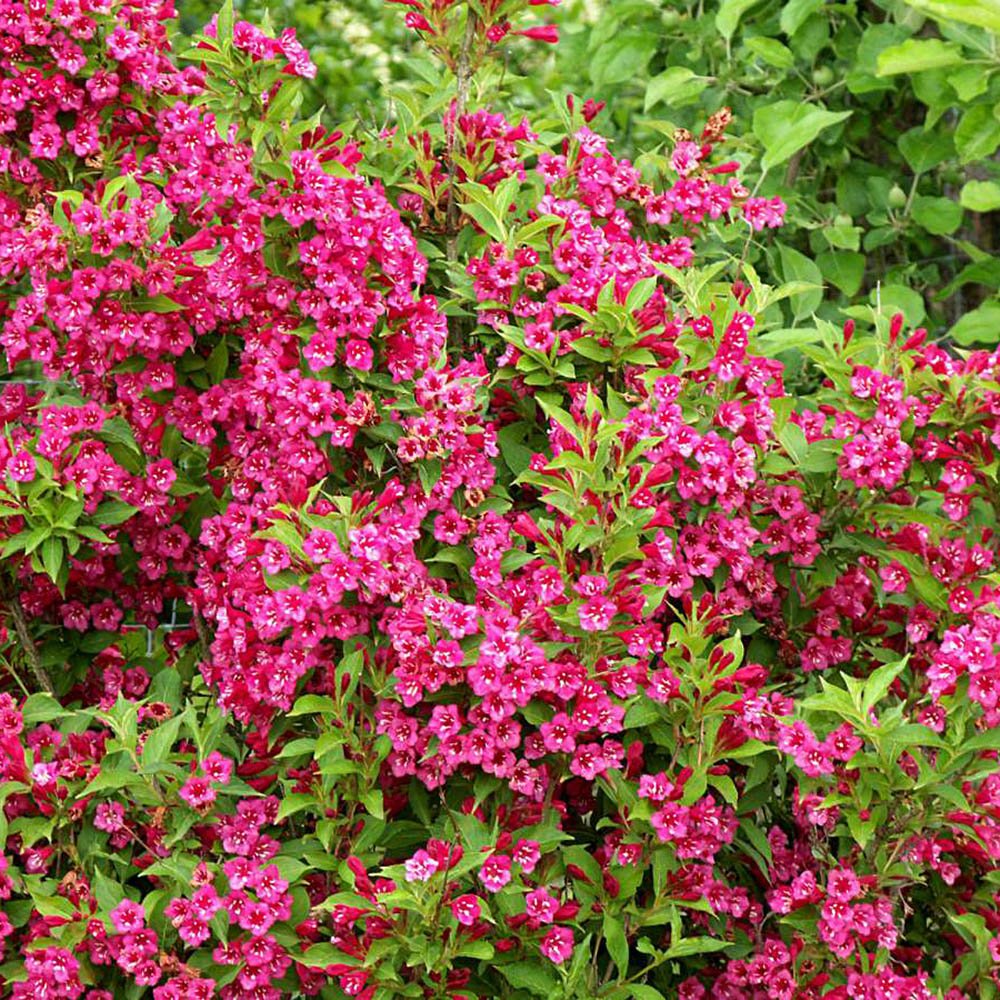 Weigela Bristol Ruby, cu flori rosu-rubiniu