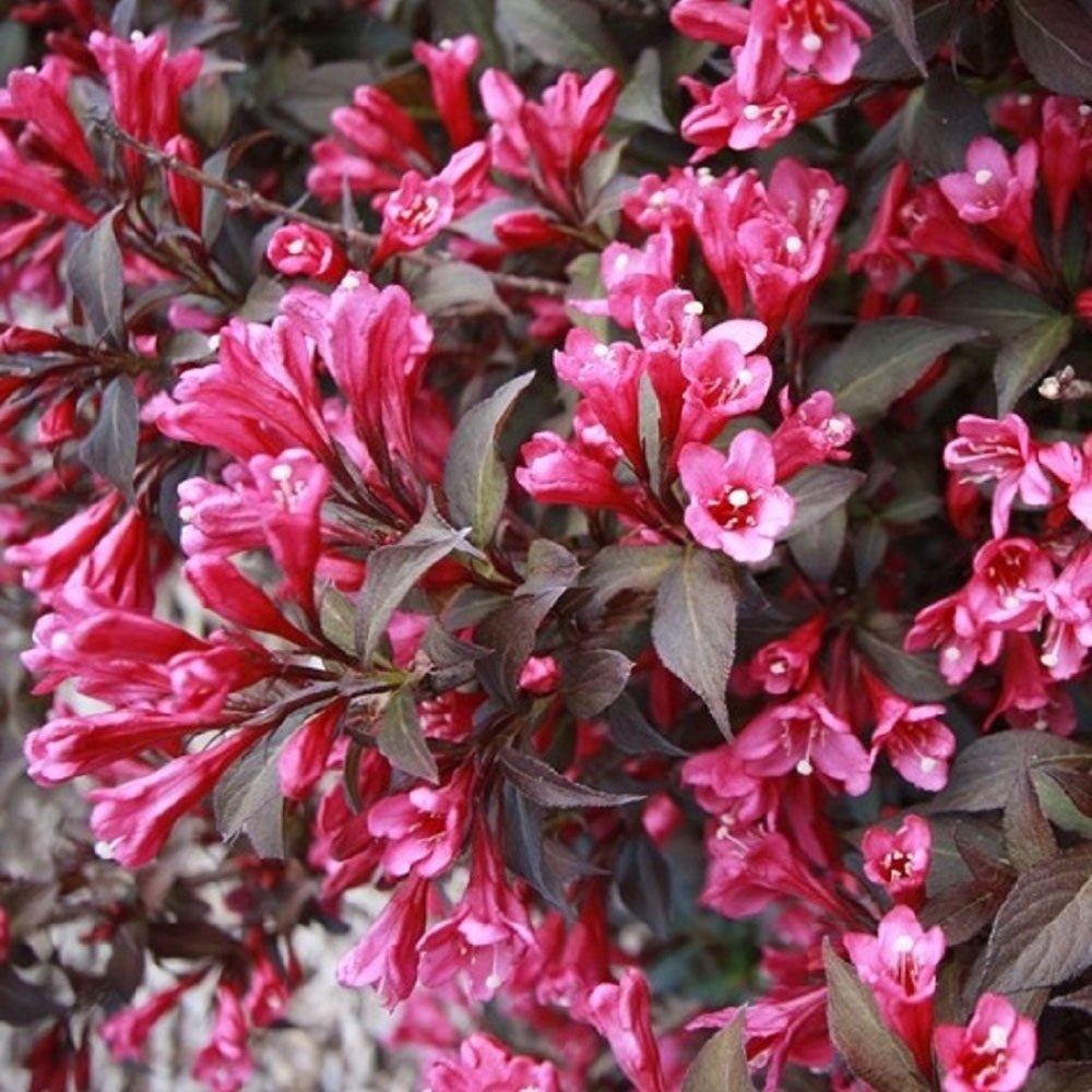 Weigela roz-cyclamen Minor Black - Tip Copac