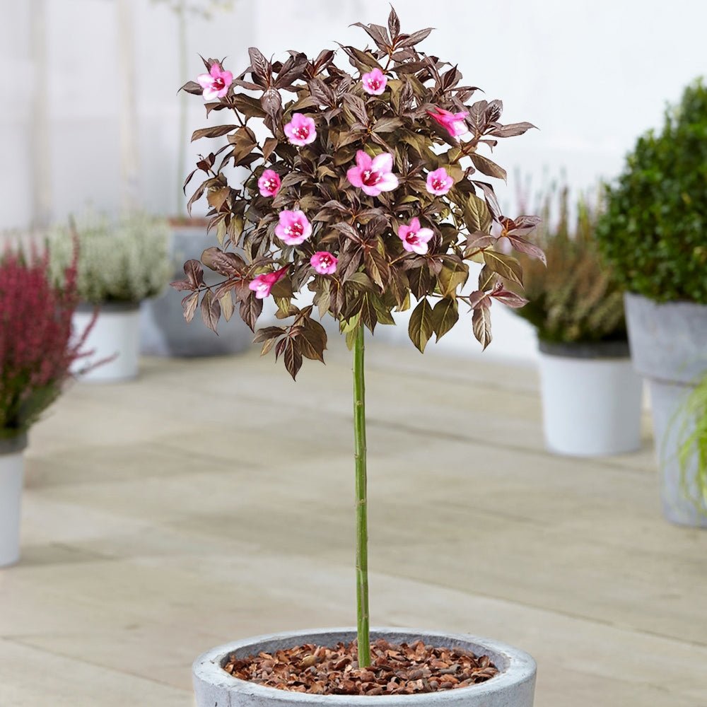 Weigela roz-cyclamen Minor Black - Tip Copac