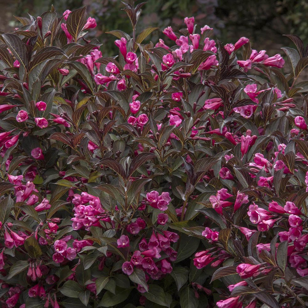 Weigela Alexandra, cu flori bronzii-roz intens
